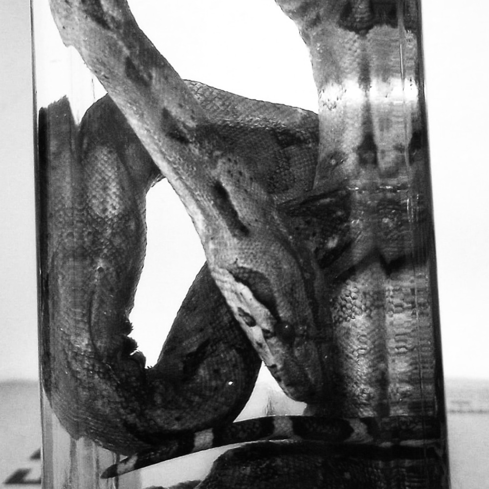 Boa taxidermy